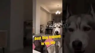 Best Dog training in my bio 4 #dogtraining #dogtrainingbasics #dogtrainingcollar #dogtrainingtips