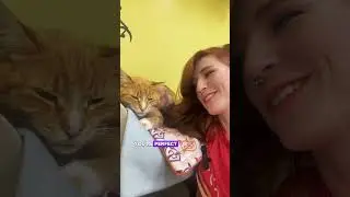 Cat Boarding Vs. Cat Sitting