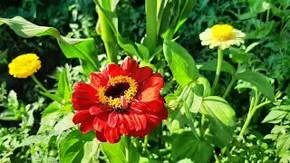 #ZİNYA💐KİRLİ HANIM ÇİÇEYİ VE KINA ÇİÇEKLERİ BAHÇEMİN PRENSESLERİ🥰
