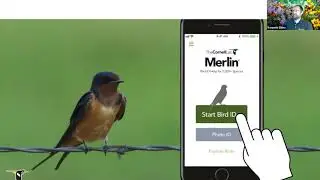 Studying Birds and Butterflies With Your Phone (Webinar)