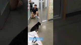 Separation Anxiety in PetSmart Grooming