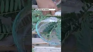 Harvesting & Growing Hummingbird Tree Leaves (Agati Keerai/Avisa): Nutritious Greens!