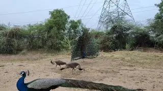 Peacock call peacock saund peacock video