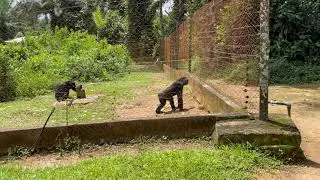 Шимпанзе в Parc de la M&eacute;fou