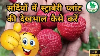 सर्दियों में स्ट्रॉबेरी प्लांट की देखभाल कैसे करें || How to care strawberry plant in winter