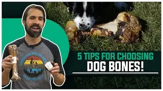5 tips for choosing the right dog bone for YOUR dog!