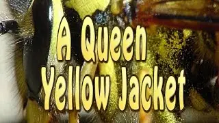 A Queen Yellow Jacket