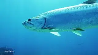 Massive Tarpon - Molasses Reef, Key Largo