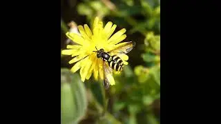 Syrphe sur fleur jaune