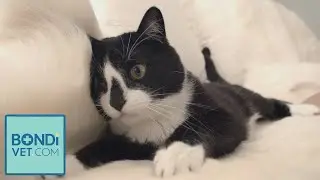 Cat Health and Wellbeing | BondiVet.Com