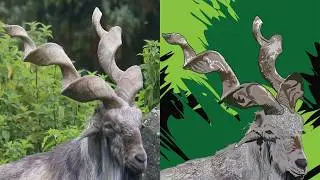 How To Create Vector Art | (Animal) (Markhor)(Ibex) | Vector Art (Adobe Illustrator) (Speed Art)