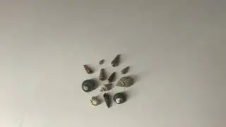 My shells!