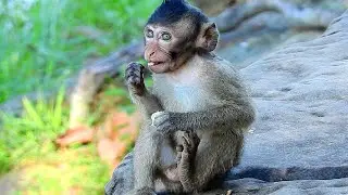 So Lonely Bailee Background, So Breaking Heart Pity Adorable Baby Monkey!