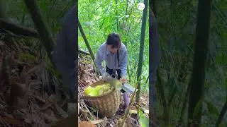 Girl Cut Huge Bamboo Shoot