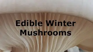 Winter Mushrooms
