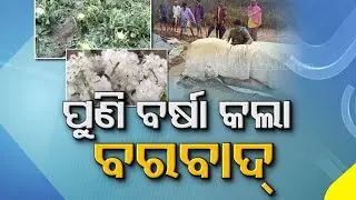 Western Odisha Farmers' Situation Worsening Following Heavy Rainfall, Mandi Mismanagement