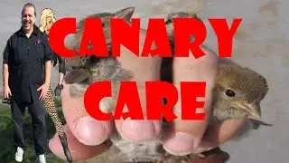 Henry's Recommendations for Canary Care