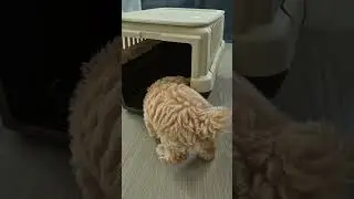 nosework for chewiee