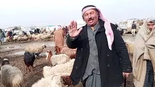 سوق الحدادية اليوم 2026/1/31 أبو غازي والحركة ضمن جو #الامطار#والاسعار طيبة #لايك+اشتراك #الحسكة 