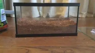 How to set up a forest darkling beetle cage