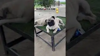 Shooter Aya Dodo Nal Date te😂🍷🐕&zwj;🦺🥰 #doglover #villagelife #puglover @ShooterDodoVillageLife