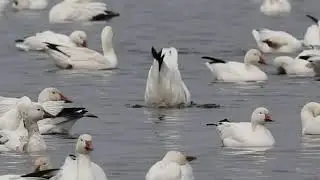 Snow Geese at Montezuma mucklands 2022-03