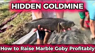 Unlock Farming&rsquo;s Hidden Goldmine | How to Raise Marble Goby Profitably