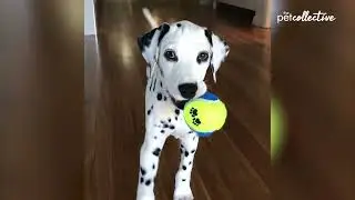 Spot-On Dalmatians