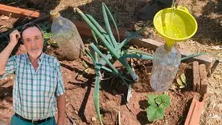 TÉCNICA PARA NO REGAR DURANTE UNA SEMANA LAS PLANTAS en verano