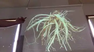 Dang Shen - 党参 - Codonopis pilosula