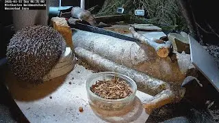 Igel futtert (11.01.2026) 