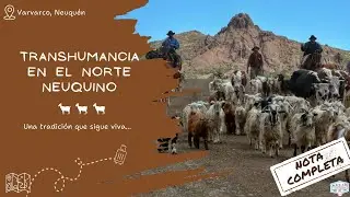 Transhumancia en el norte neuquino: una tradición que sigue viva