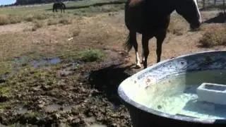 More Clean Water for Horse Info - No Fish in Horse Water - Respectful Horse- Rick Gore Horsemanship