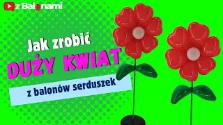 Jak zrobić duży kwiat z balonów lateksowych w kształcie serca - ogromny kwiatek z balonów