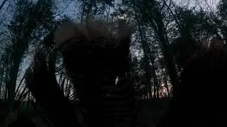 Wild Turkey Hen Sounds, cluck, purr, yelp and fly down cackle