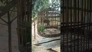 #birds hoại mi đất chim mồi