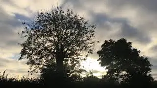 Common ash & norway maple in the early morning - October 2018