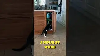 Foster! from a couple years ago I only have 1 cat 🐈&zwj;⬛