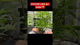 Lolipopping Marijuana, what is it? #grow #cultivation #viral #chill #plants