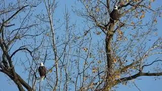 Bald Eagles hanging out above dam Fox River Yorkville Illinois.
