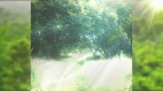 a gentle path in the meadows