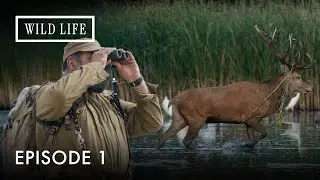 Nature&rsquo;s Comeback in Eastern Germany | Metamorphoses - The Return of the Wilderness | Episode 1