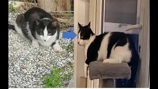 Feral street Cat we adopted, who lived in Cyprus  meows when Cyprus is drawn in the Qatar 2022 draw
