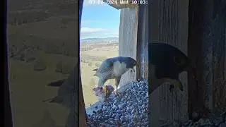 Falcon females receive big prey from Falcon male #falcon #prey #birds #falconcam #shorts #daimond