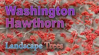 Will a Washington Hawthorn Tree Grow in Your Yard?
