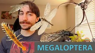 Megaloptera: Добсон, Ольха и Рыбьи мухи &mdash; заказ в центре внимания