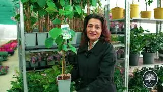 Kiwi &ndash; Fruct exotic &icirc;n grădina ta, de la Bloom Garden