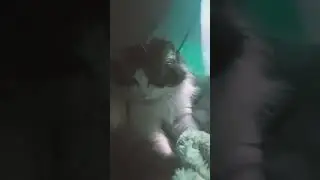 Даже при дурацком освещении в гараже Мамба &mdash; самый милый котенок.