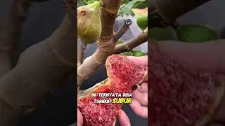 Buah Ini Disebut Kitab Suci, Tapi Hampir Tak Ada yang Menanam 😲