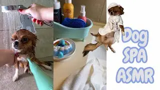 Dog Spa ASMR 🩵🫧/ Shower sounds / Blowdry sounds #asmr #dog 